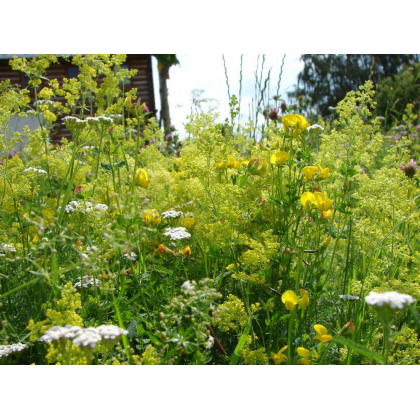 Žltá lúka - Planta Naturalis - lúčna zmes - 10 g