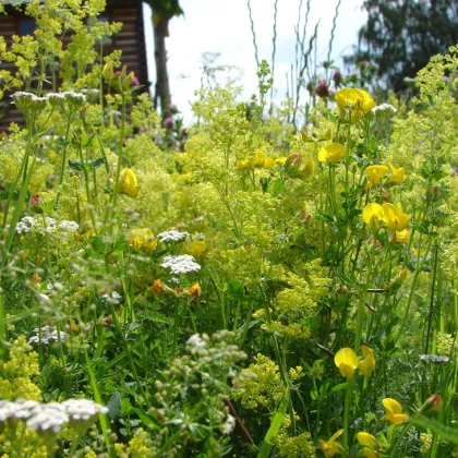 Žltá lúka - Planta Naturalis - lúčna zmes - 50 g