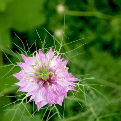 Černucha damašská ružová - Nigella damascena - predaj semien - 200 ks