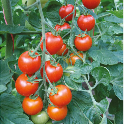 Paradajka - Bejbino F1 - Solanum lycopersicum - Semená rajčiaka - 7 Ks