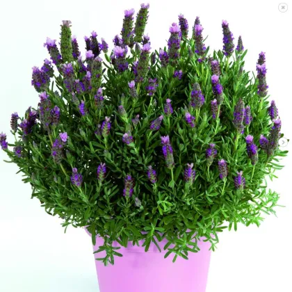 Levanduľa Francúzska - Lavita Pink - Lavandula Stoechas - Semená levandule - 20 ks