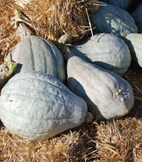 Tekvica Blue Hubbard - Cucurbita Maxima - Semená - 7 Ks