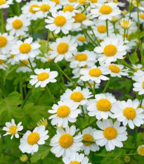 Rimbaba žltá - Chrysanthemum parthenium aureum Golden Feverfew - semiačka - 400 ks