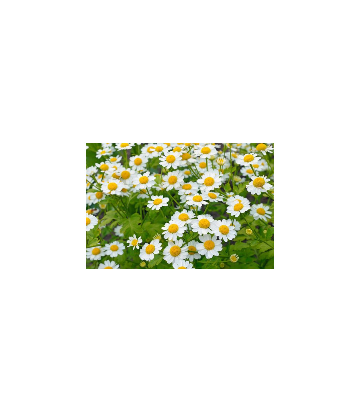 Rimbaba žltá - Chrysanthemum parthenium aureum Golden Feverfew - semiačka - 0,2 g