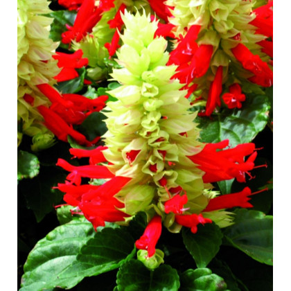 Šalvia Žiarivá Red And White - Salvia Splendens - predaj semien - 20 Ks