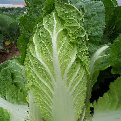 Pekingská Kapusta Hilton - Brassica Pekinensis - semená - 100 ks