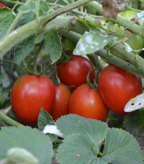 Paradajka Mini Kolíková Červená - Solanum lycopersicum - Predaj semien rajčiaka - 20 Ks