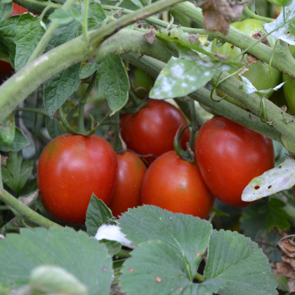 Paradajka Mini Kolíková Červená - Solanum lycopersicum - Predaj semien rajčiaka - 20 Ks
