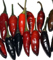 Chilli Krishna Jolokia - Capsicum annuum - predaj semien - 7 ks