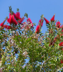 Štetkovec - Callistemon citrinus -semiačka - 10 ks