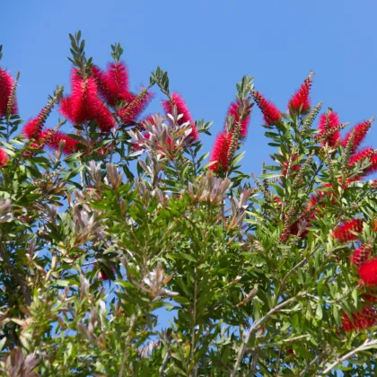 Štetkovec - Callistemon citrinus -semiačka - 10 ks