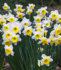 Narcisy zmes farieb - Narcissus - predaj cibuľovín - 12 ks