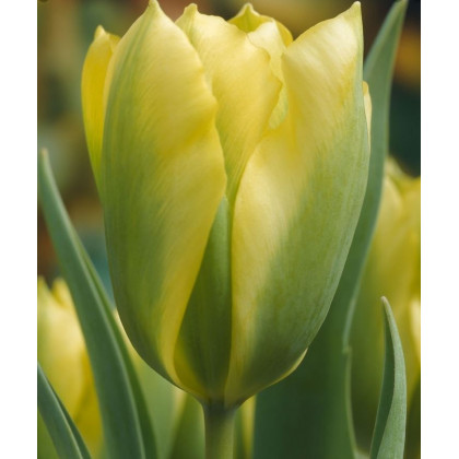 Tulipán Formosa - Tulipa - predaj cibuľovín - 3 ks