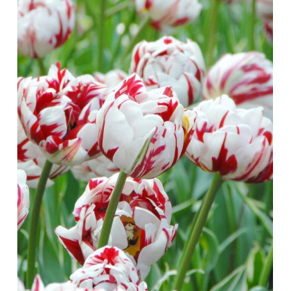 Tulipán Carnaval de Nice - Tulipa - predaj cibuľovín - 3 ks