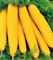 Mrkva žltá Jaune du doubs - Daucus carota - predaj semien - 1 g