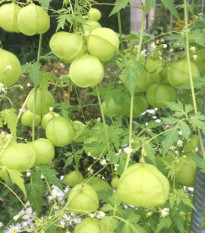 Balónovec nafúknutý Ballonwein - Cardiospermum halicacabum - predaj semien - 15 ks