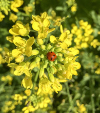 Horčica čierna - Brassica nigra - semiačka - 50 ks