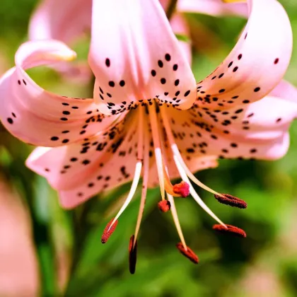 Ľalia Pink tiger - Lilium - predaj cibuľovín - 1 ks