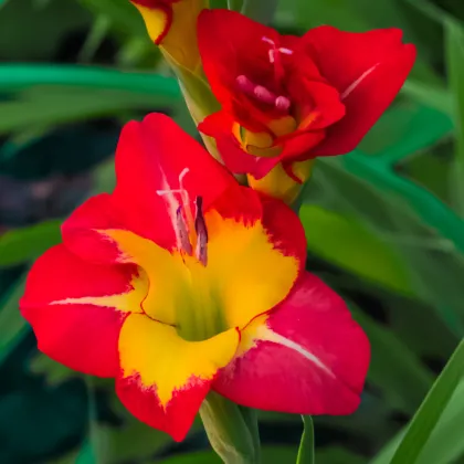 Gladiola veľkokvetá Michelle - Gladiolus - predaj cibuľovín - 3 ks