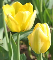 Tulipán Golden Apeldoorn - Tulipa - predaj cibuliek tulipánov - 3 ks