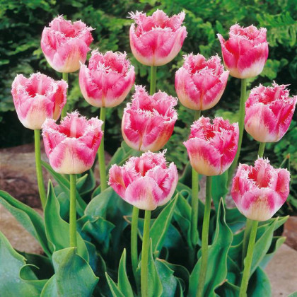 Tulipán Fancy Frills - Tulipa - predaj cibuľovín - 3 ks