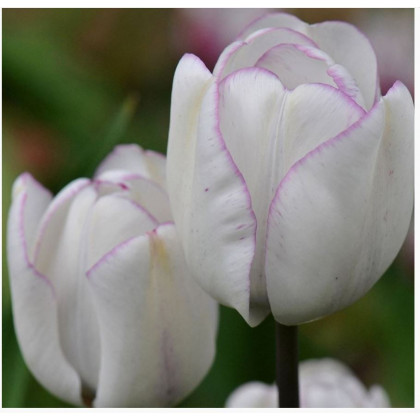 Tulipán Shirley - Tulipa - predaj cibuľovín - 3 ks