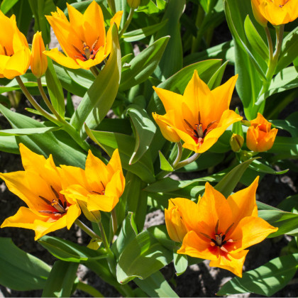 Tulipán viackvetý praestans Shogun - Tulipa - predaj cibuľovín - 3 ks