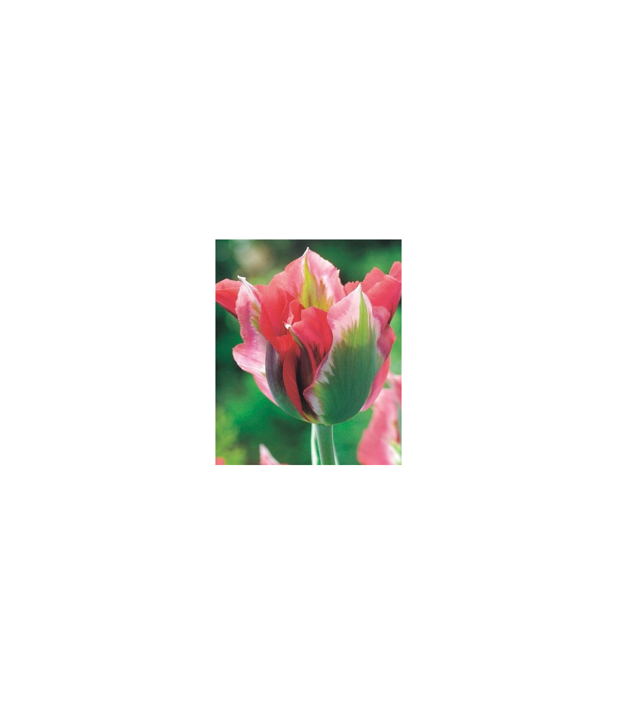 Tulipán Esperanto - Tulipa - predaj cibuľovín - 3 ks
