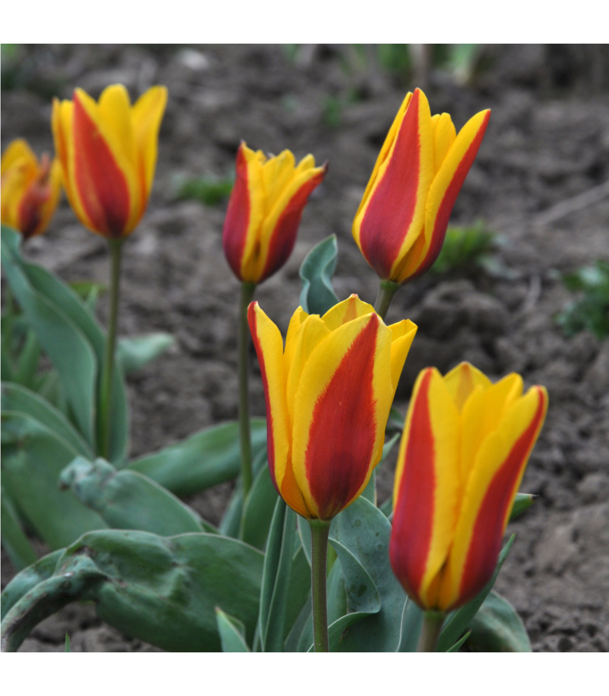 Tulipán Stresa - Tulipa - predaj cibuľovín - 3 ks