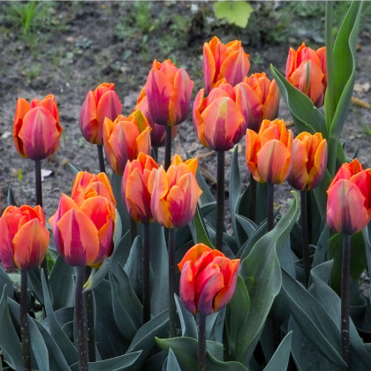 Tulipán Princess Irene - Tulipa - predaj cibuľovín - 3 ks