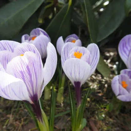 Krókus Pickwick - Crocus vernus - predaj cibuľovín - 3 ks