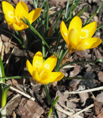 Krókus Romance žltý - Crocus chrysanthus - predaj cibuľovín - 3 ks