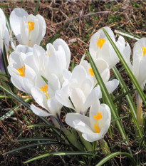 Krókus Jeanne d Arc - Crocus vernus - predaj cibuľovín - 3 ks