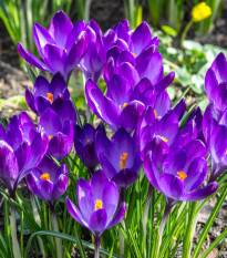 Krókus Tomasiniho Ruby Giant - Crocus Tommasinianus - predaj cibuľovín - 3 ks