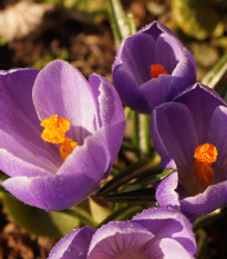 Krókus Grand Maitre - Crocus grand maitre - predaj cibuľovín - 3 ks