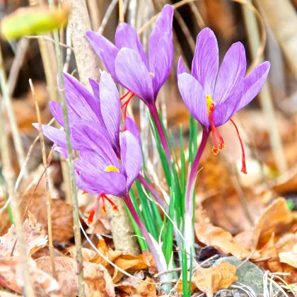 Krókus siaty - Crocus sativus - predaj cibuľovín - 3 ks