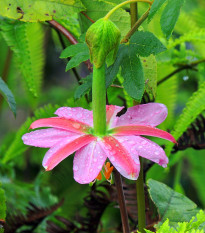 Mučenka banánová - Passiflora mollissima - semiačka - 5 ks