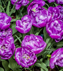 Tulipán Blue Diamond - Tulipa - predaj cibuľovín - 3 ks