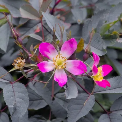 Ruža sivá - rosa glauca - Rosa - predaj semien ruží - semená - 5 ks