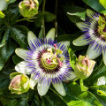 Mučenka modrá - Passiflora caerulea - semiačka - 5 ks