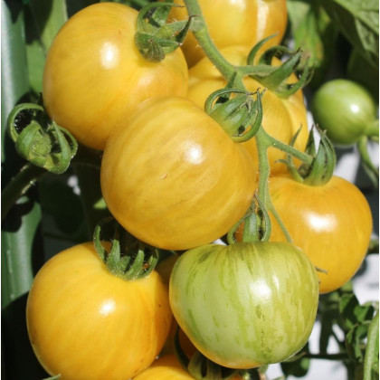 Bio paradajka kolíková koktejlová Topaz - Solanum lycopersicum - predaj semien rajčiaka - 6 ks