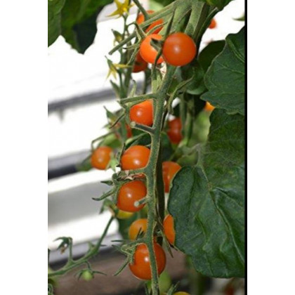 Paradajka Sungold F1- Solanum lycopersicum - predaj semien rajčiaka - 6 ks