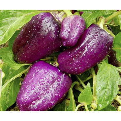 Paprika fialová Oda - Capsicum annuum - predaj semien - 9 ks