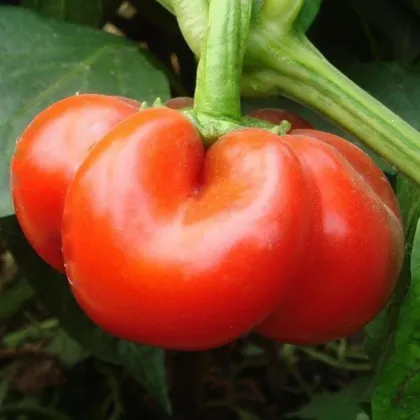 Paprika rajčiaková Szuszanna - Capsicum annuum - predaj semien - 7 ks