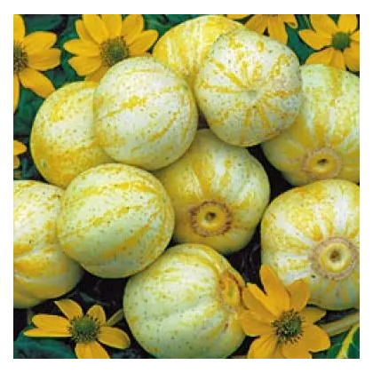 Bio uhorka Lemon -  Cucumis sativus - predaj bio semien - 8 ks