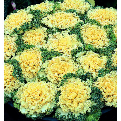 Okrasná kapusta Nagoya F1 biela - Brassica oleracea - predaj semien - 20 ks