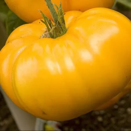 Paradajka Brandywine žltá - Solanum lycopersicum - predaj semien rajčiaka - 7 ks