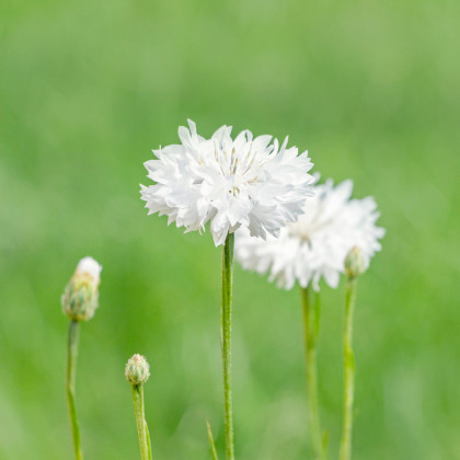 Nevädza lúčna biela - Centaurea cyanus - predaj semien - 45 ks
