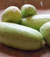 Zeleninový melón - Carosello Baresey - Cucumis flexuosus - predaj semien melónovej uhorky - 7 ks