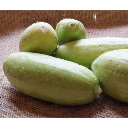 Zeleninový melón - Carosello Baresey - Cucumis flexuosus - predaj semien - 7 ks